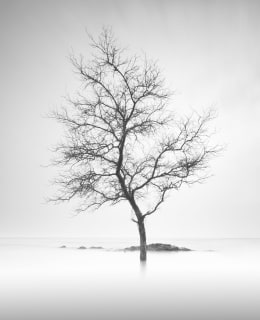 JAIKA TREE 40X50 JULISTE Main Image