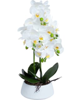 HOME4YOU 85139 GREENLAND ORKIDEA VALK Main Image