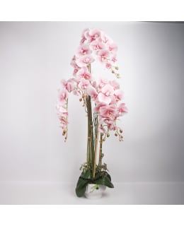 H4Y 85813 ORCHID PNK 124CM KASVI Main Image