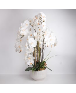 HOME4YOU 85814 ORCHID QUEEN VALK Main Image