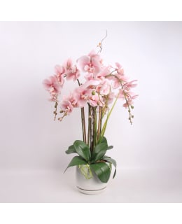 HOME4YOU 85819 ORCHID G-QUEEN PINK 68CM Main Image
