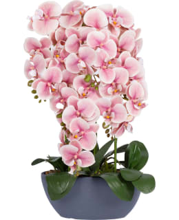 HOME4YOU 85871 QUEEN PINK 64CM ORKIDEA Main Image