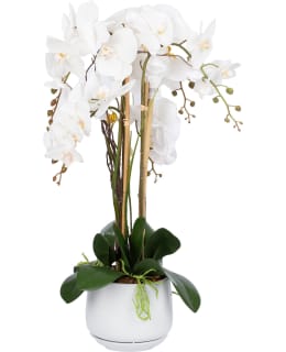 HOME4YOU 85873 ORCHID QUEEN WHITE Main Image
