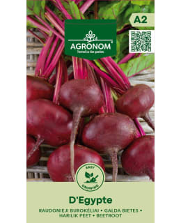 HORTEX PUNAJUURI D'EGYPTE Main Image