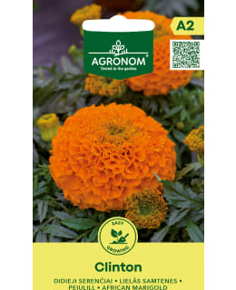 HORTEX SAMETTIKUKKA ISO CLINTON Main Image