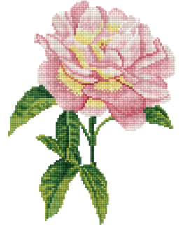 DD PINK ROSE TIMANTTITYÖ Main Image