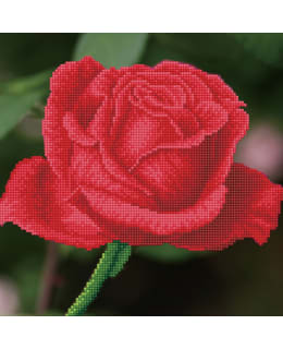 DD ROSE BUD TIMANTTITYÖ Main Image