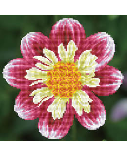 DD DAISY-A-DAY TIMANTTITYÖ Main Image