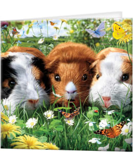 DELUXEBASE 3D GUINEA PIGS POSTIKORTTI Main Image
