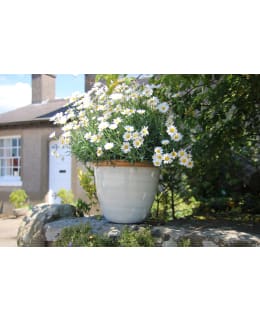 HORTEX HUNAJA Ø33X26,5 CM MUOVIRUUKKU Main Image