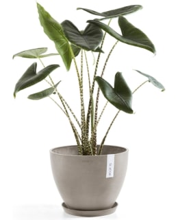 ECOPOTS KUKKARUUKKU ANTWERPEN 30CM TAUPE Main Image