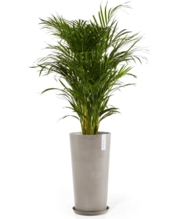 ECOPOTS RUUKKU AMSTERDAM KEKORKEA 66 TA Main Image