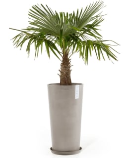 ECOPOTS KUKKARUUKKU AMSTERDAM KORK 76 TA Main Image