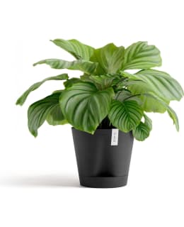 ECOPOTS KUKKARUUKKU VENETSIA 30CM TU.HA Main Image