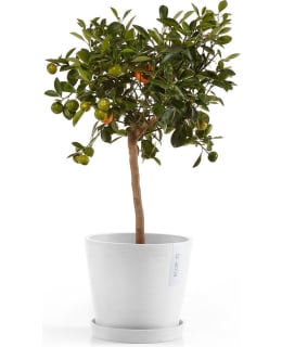 ECOPOTS KUKKARUUKKU AMSTERDAM 20CM VALK Main Image