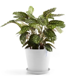 ECOPOTS KUKKARUUKKU AMSTERDAM 30CM VALK Main Image