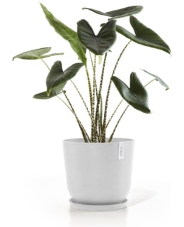 ECOPOTS KUKKARUUKKU OSLO 45CM VA Main Image