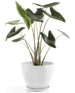 ECOPOTS KUKKARUUKKU ANTWERPEN 30CM VA Main Image