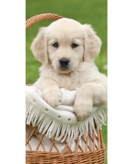 PUPPY 110036 70X140 CM TOWEL Main Image
