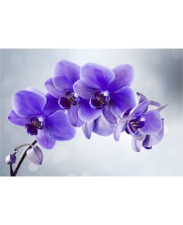 Artgeist A1-LNEW010452SAM IL-FOTOTAPETTI Main Image