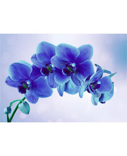 Artgeist A1-SNEW010453SAM IL-FOTOTAPETTI Main Image