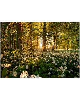 Artgeist A1-XXLNEW011084SAM IL-F.TAPETTI Main Image