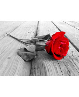 Artgeist A1-SFT1552SAM IL-FOTOTAPETTI Main Image