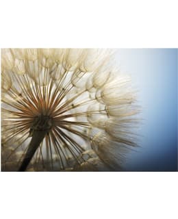 Artgeist A1-XLFT677SAM IL-FOTOTAPETTI Main Image