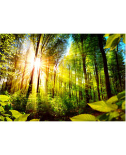 Artgeist A1-5XLFT1505SAM IL-FOTOTAPETTI Main Image