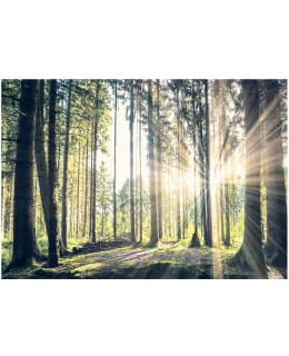 Artgeist A1-XLFT795SAM IL-FOTOTAPETTI Main Image