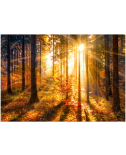 ARTGEIST A1-SFT1259SAM IL-FOTOTAPETTI Main Image