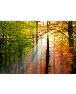 Artgeist A1-2XLFT1773SAM IL-FOTOTAPETTI Main Image