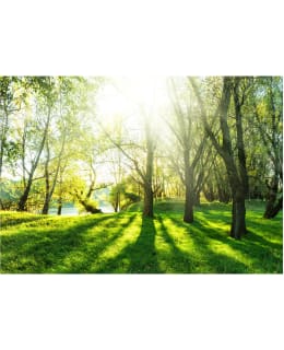 Artgeist A1-SFT1551SAM IL-FOTOTAPETTI Main Image