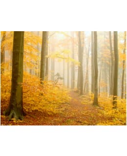 Artgeist A1-4XLFTNT0093 FOTOTAPETTI Main Image