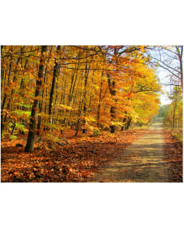 Artgeist A1-LFTNT0094 FOTOTAPETTI Main Image