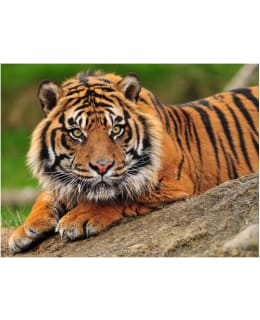 Artgeist A1-XXLFTNT0106 FOTOTAPETTI Main Image