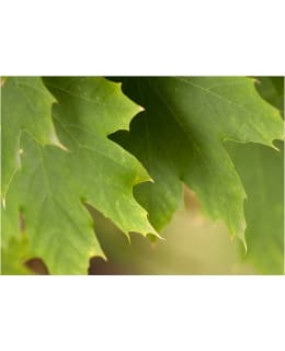 Artgeist A1-LFTNT0114 FOTOTAPETTI Main Image