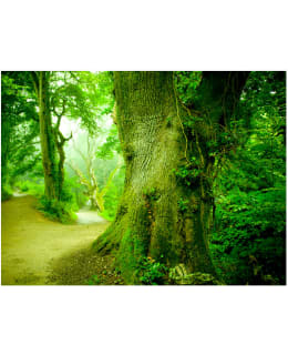 Artgeist A1-XLFTNT0136 FOTOTAPETTI Main Image