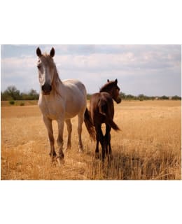 Artgeist A1-LFTNT0140 FOTOTAPETTI Main Image