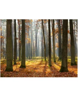 Artgeist A1-4XLFTNT0149 FOTOTAPETTI Main Image