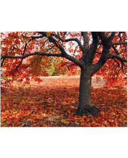 Artgeist A1-LFTNT0151 FOTOTAPETTI Main Image