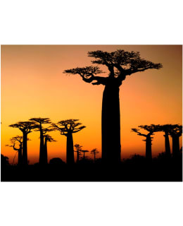 Artgeist A1-XXLFTNT0196 FOTOTAPETTI Main Image