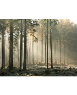 Artgeist A1-FTNT0202 FOTOTAPETTI Main Image