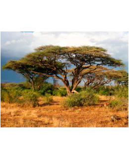 Artgeist A1-XLFTNT0891 FOTOTAPETTI Main Image