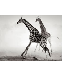 Artgeist A1-FTNT0898 FOTOTAPETTI Main Image