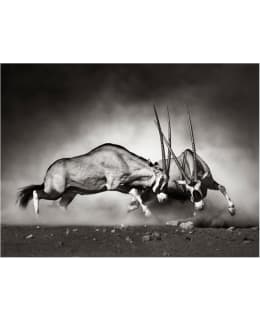 Artgeist A1-FTNT0900 FOTOTAPETTI Main Image