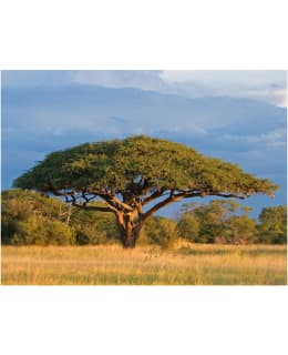 Artgeist A1-FTNT0916 FOTOTAPETTI Main Image