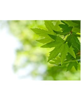 Artgeist A1-FTNT0927 FOTOTAPETTI Main Image