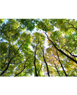 Artgeist A1-4XLFTNT0938 FOTOTAPETTI Main Image