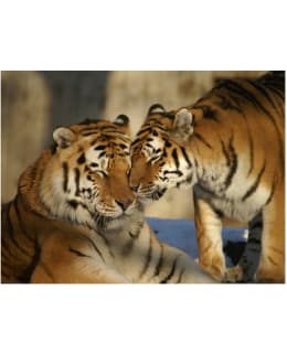 Artgeist A1-LFTNT0945 FOTOTAPETTI Main Image